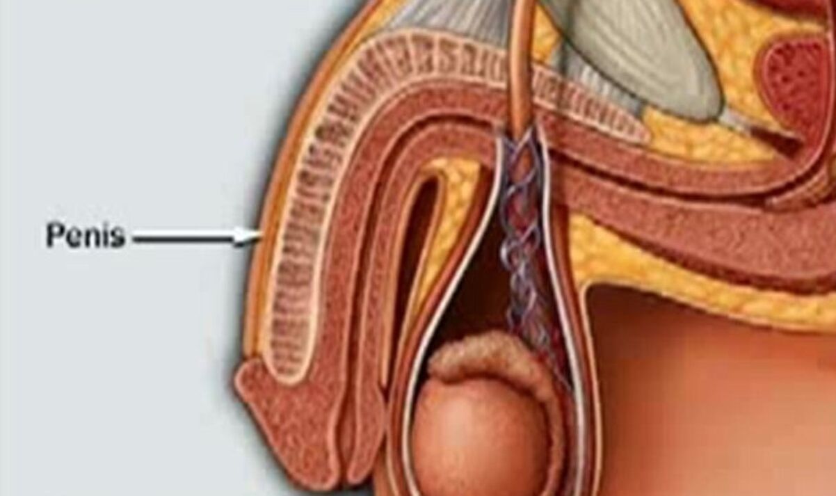 penis structure and how to enlarge it